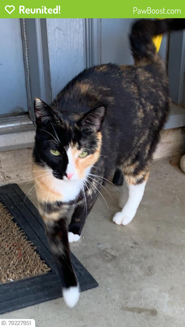 Reunited Female Cat last seen Wimbledon ests , Harris County, TX 77379