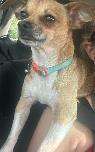 Lost Male Dog last seen South 4th St and 8th St/Ave H near South St, Nederland, TX 77627