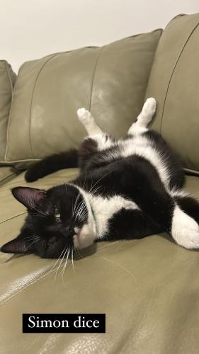Lost Male Cat last seen Rossmore and melrose, Oxnard, CA 93035