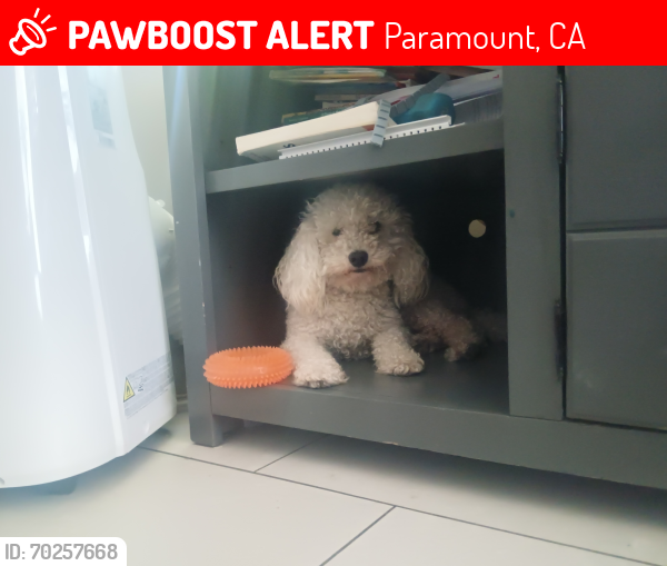 Lost Male Dog last seen Both of my dogs were on freeway sighted, Los Angeles, CA 90003