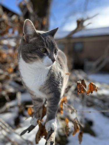 Lost Female Cat last seen Crystal Ave - between parleys trail entrance and Stratford park, Salt Lake City, UT 84109