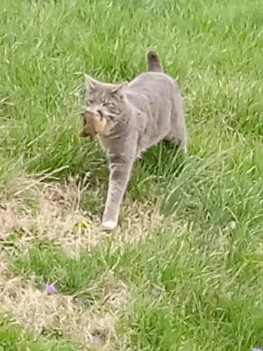 Lost Male Cat last seen Willoughby Farms, Collinsville, IL 62234