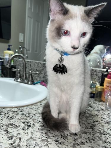 Lost Male Cat last seen Titus st and willis , Los Angeles, CA 91402
