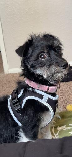Lost Female Dog last seen Valencia Rd and S Wade Rd, Tucson, AZ 85757