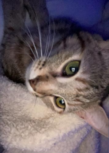 Lost Female Cat last seen Near 2nd Ave NW 28601, Hickory, NC 28601