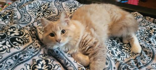 Lost Male Cat last seen Sugar pike, Woodstock, GA 30188