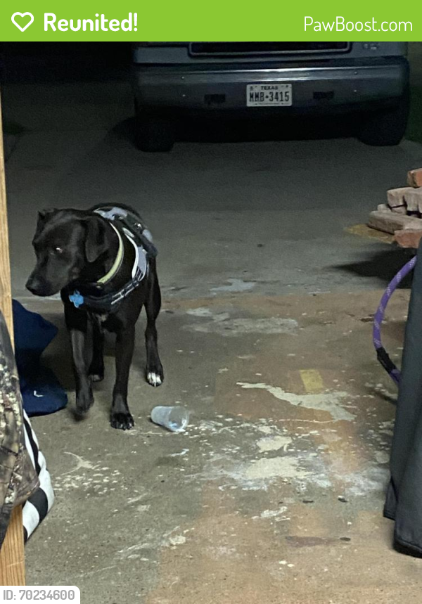 Reunited Female Dog last seen East end Galveston , Galveston, TX 77550