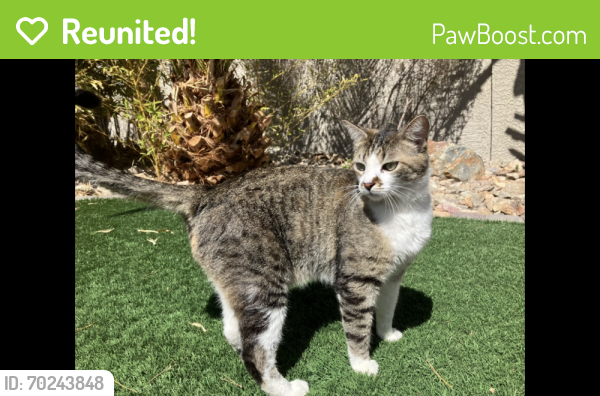 Reunited Male Cat last seen Valdez & Via Olivero, Las Vegas, NV 89117