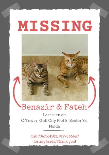 Lost Male Cat last seen Golf city, Noida, UP 201304