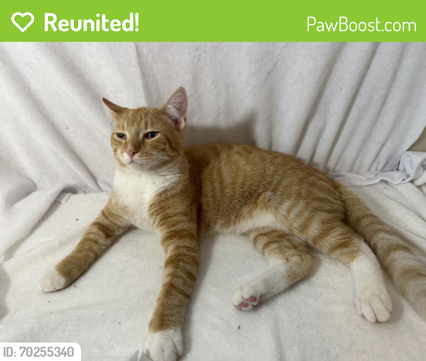 Reunited Male Cat last seen Middle of Giesse dr. , Mayfield Heights, OH 44124