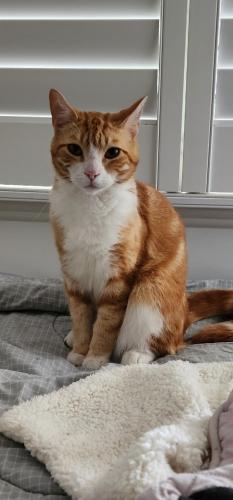 Lost Male Cat last seen Near Bouvardia St, Asquith, 2077, Asquith, NSW 2077