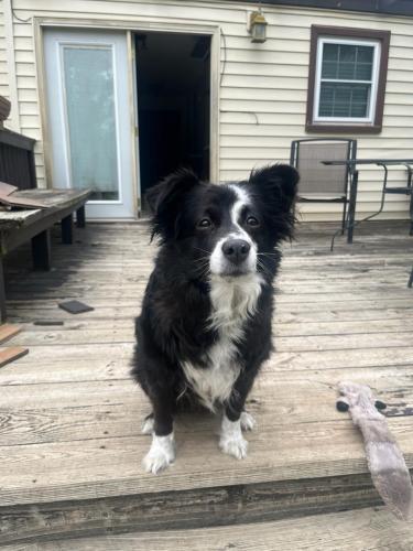 Lost Female Dog last seen Richland Cemetary, Overbrook, KS 66524