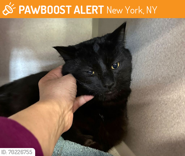 Shelter Stray Male Cat last seen Apt 4F,3092 35th Street, ASTORIA, NY, 11103, New York, NY 10029