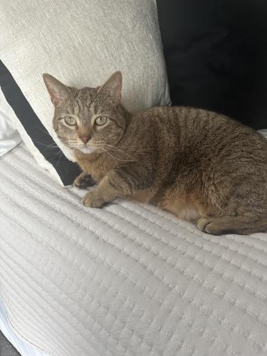 Lost Male Cat last seen Country Road E, St Joseph Twp, Hudson, WI 54016