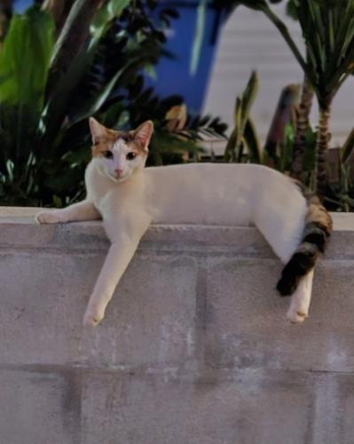 Lost Female Cat last seen Kiilani Street / Kaaei Place - Mililani, HI, Mililani, HI 96789
