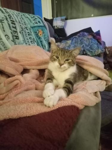 Lost Female Cat last seen Blue Spruce Rd, Evergreen Lake, Evergreen Golf Course, Evergreen, CO 80439