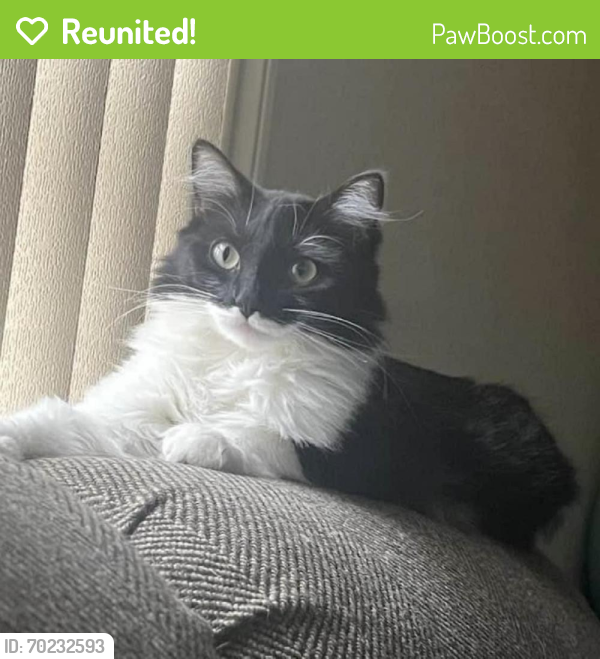 Reunited Female Cat last seen Near Gilmore Street, Taylor, TX  -  Corner of Gilmore Street and Stasney, Taylor, TX 76574