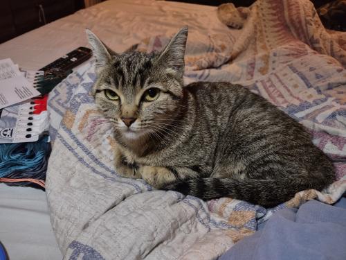 Lost Female Cat last seen Near Truman Rd, Suffolk, VA, USA, Suffolk, VA 23434