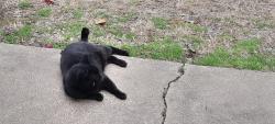 Lost Male Cat last seen Anglin, Cleburne, TX 76031