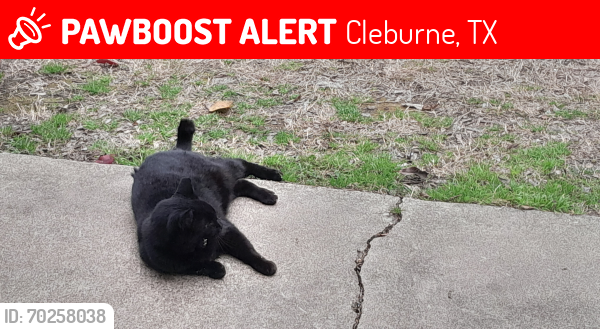Lost Male Cat last seen Anglin, Cleburne, TX 76031
