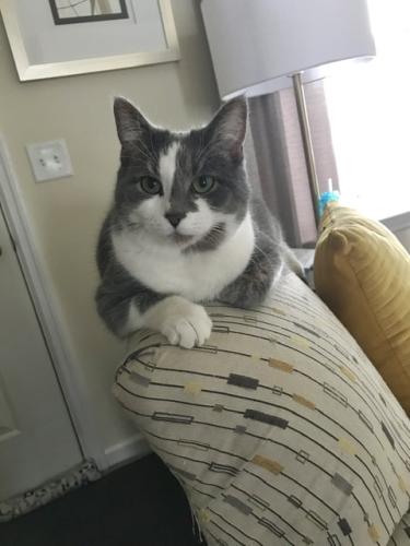 Lost Female Cat last seen Spruce and grant street, Palmyra, PA 17078