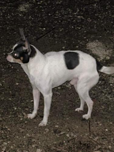 Lost Male Dog last seen Buena Vista, Columbus, GA 31907