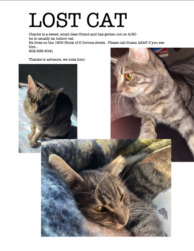 Lost Male Cat last seen Jewell Ave & S Corona St, Denver, CO 80210