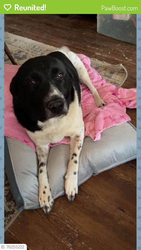 Reunited Female Dog last seen 1/2 mile from Liberty Chapel Firehouse, Cleburne, TX 76031
