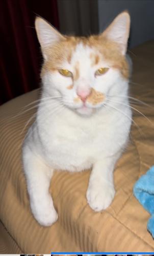 Lost Male Cat last seen Lincoln ave Mary street , Riverside, CA 92506