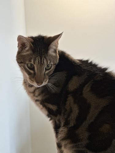 Lost Male Cat last seen Spring Valley Rd & Rock Spring Ct, Carrboro, NC 27510