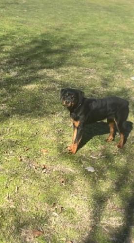 Lost Female Dog last seen McDonald, McKinney, TX 75069