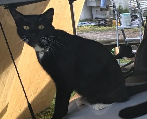 Lost Male Cat last seen Genderville Addition close to Rose Hill Addition , Sanford, FL 32773