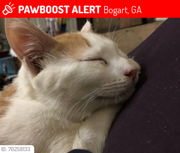 Lost Male Cat last seen Bear creek , Bogart, GA 30622