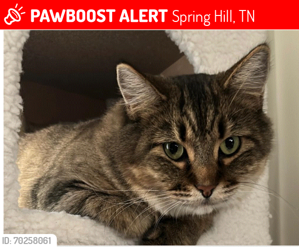 Lost Female Cat last seen Near Magnolia Crossing Spring Hill Tn 37174, Spring Hill, TN 37174