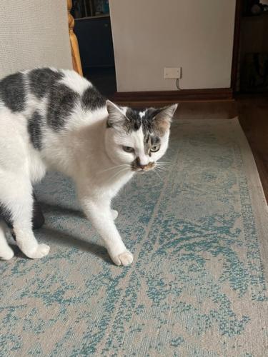 Lost Female Cat last seen Kentucky & Manitoba Drive, Pretoria, GP 0043