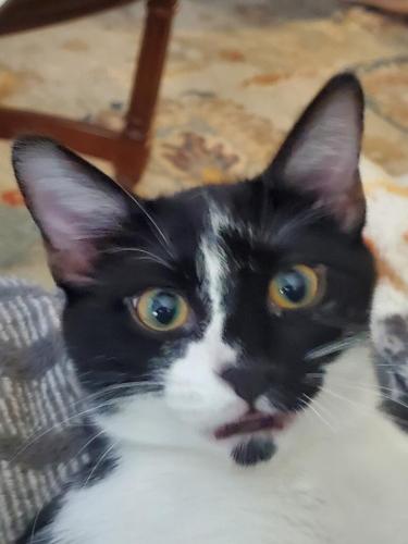 Lost Male Cat last seen Gonzales place and Chula Vista, Lady Lake, FL 32159
