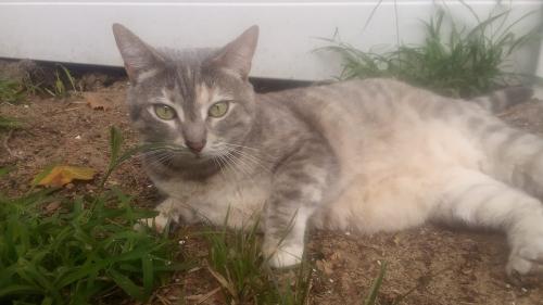 Lost Female Cat last seen South street, Minneola, FL 34715