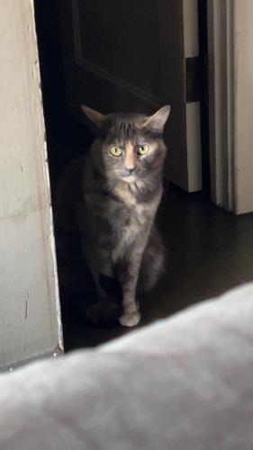 Lost Female Cat last seen Near w 20th st, Merced, CA 95340