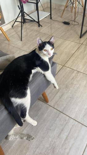 Lost Male Cat last seen Avenida bernardo silvestre , Rio Branco, MG 31535-370