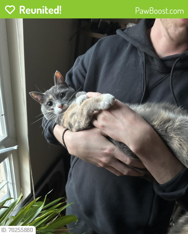 Reunited Female Cat last seen Broadway & Table Mesa across from King Soopers. , Boulder, CO 80305