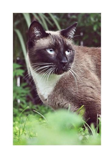 Lost Male Cat last seen Whispering Lakes Blvd, Tarpon Springs, FL 34688