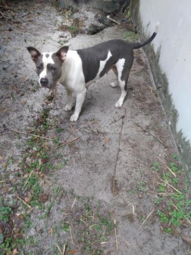 Lost Female Dog last seen Eastport plaza and US hwy1 Port Saint Lucie ,FL 34952, Port St. Lucie, FL 34952