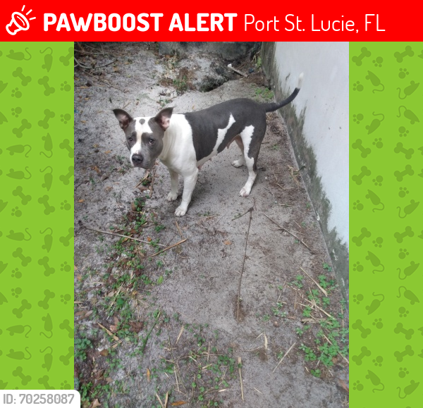 Lost Female Dog last seen Eastport plaza and US hwy1 Port Saint Lucie ,FL 34952, Port St. Lucie, FL 34952