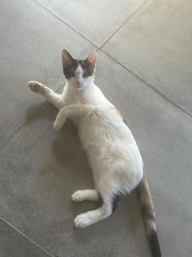 Lost Female Cat last seen Costco Avondale , Avondale, AZ 85392