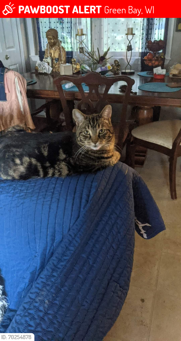 Lost Male Cat last seen BP Gas Station Mad chicken restaurant , Green Bay, WI 54311