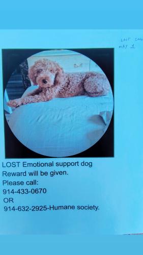 Lost Female Dog last seen New Roce train station/95 north , New Rochelle, NY 10801