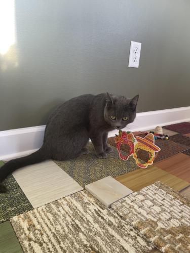 Lost Female Cat last seen Calls Farm development (fish creek, call rd and stow rd), Stow, OH 44224