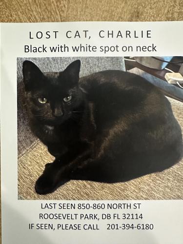 Lost Female Cat last seen Also possibly seen on Gibson street , Daytona Beach, FL 32114