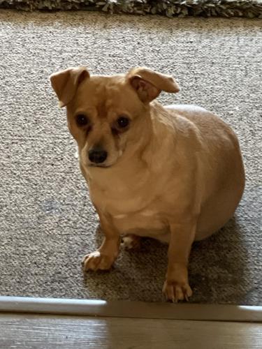 Lost Male Dog last seen Cook Ave E & Duluth St, Saint Paul, MN 55106