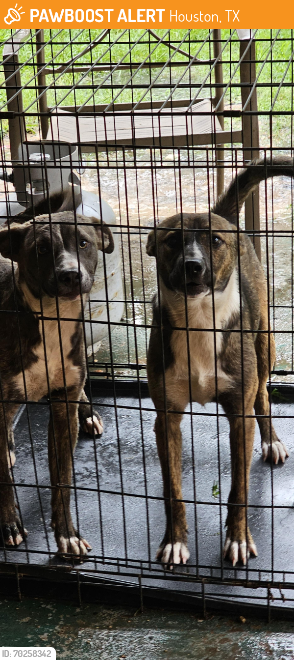 Found/Stray Unknown Dog last seen Fry rd/saums, Houston, TX 77084